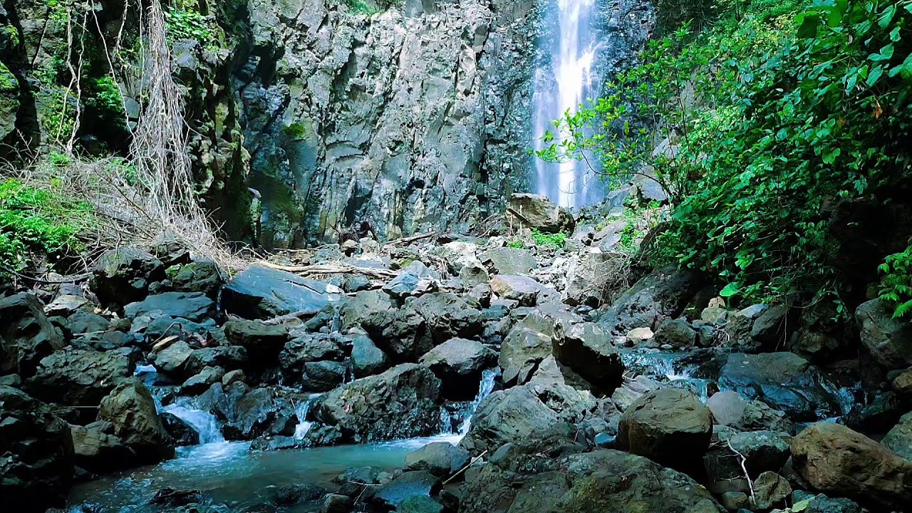 Calming River and Forest Birds – Natural White Noise 1080p | Deep Sleep Video