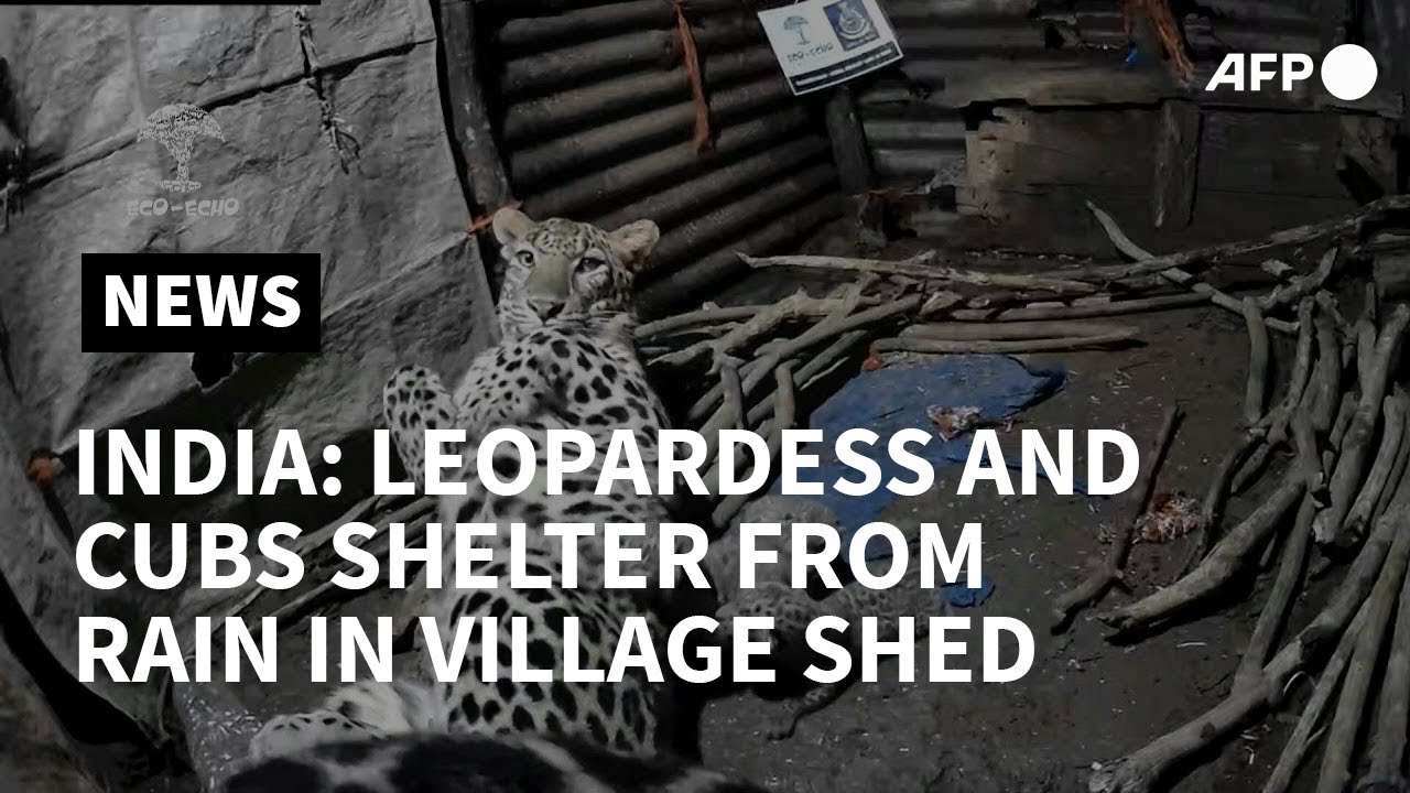 Leopardess and cubs take shelter from rain in Indian village shed | AFP