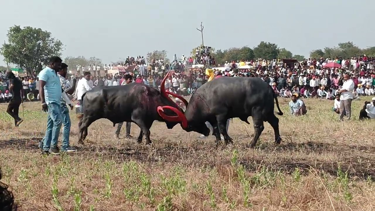 अमोल वीर वस्ताद यांचा सोन्या रेडा विजयी 