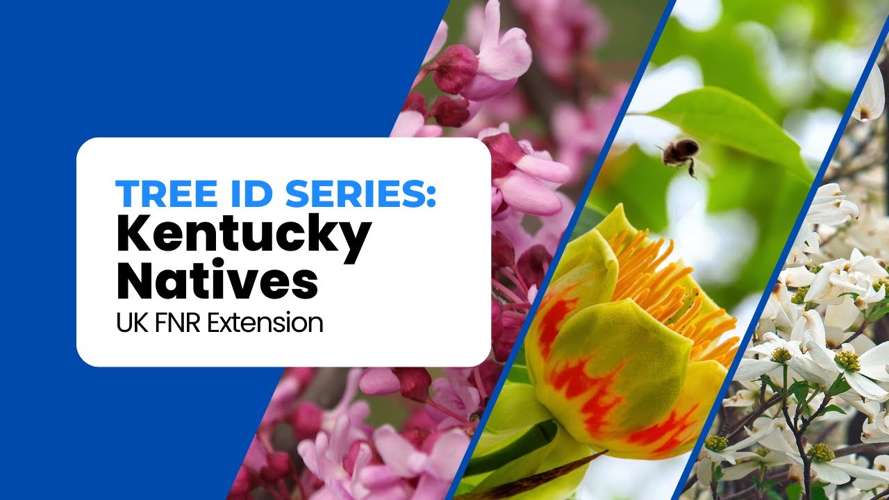 Identifying Kentucky's Trees