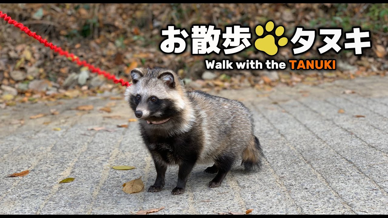 お散歩タヌキ Walk with the TANUKI