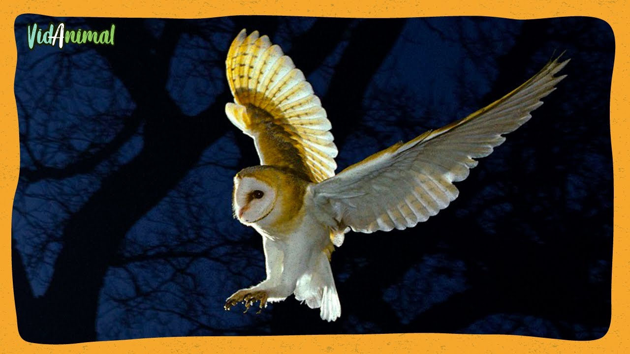 TODO SOBRE la LECHUZA: La reina de la noche.