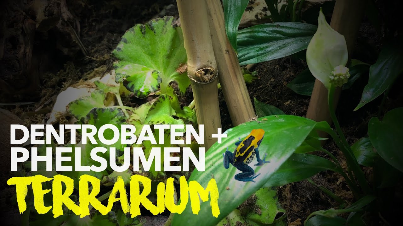 🌴Dendrobaten + Phelsumen Terrarium einrichten | AquaTerraTV
