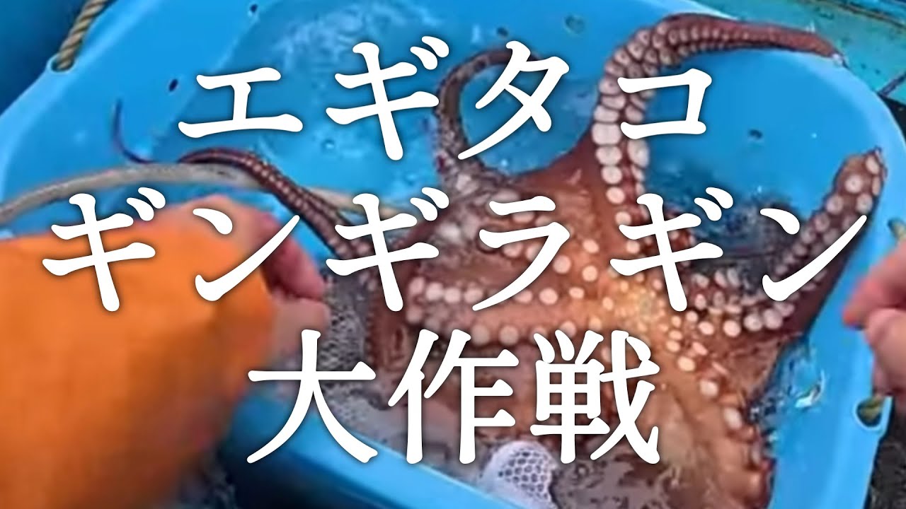 エギタコ 大洗 藤富丸 ギンギラギン大作戦 octopus fishing,octopus hunting