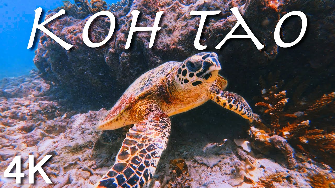 Koh Tao (Thailand) Underwater: Nature and Wildlife - 4K, 60fps