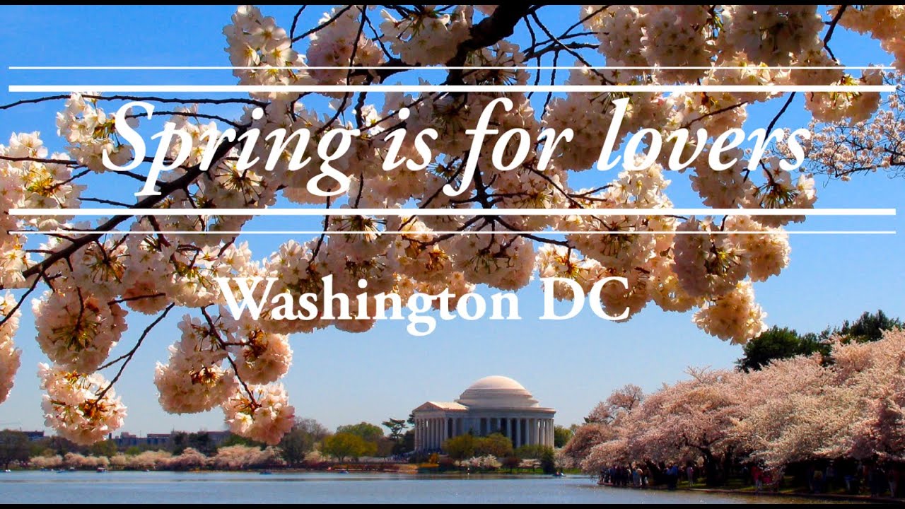 What's the best way to explore Washington DC? Walking Tour Cherry Blossom Spring is for lovers