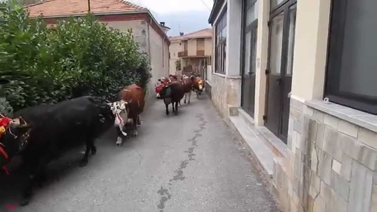 La Desnalp&agrave; 2014 Settimo Vittone - Mucche e capre