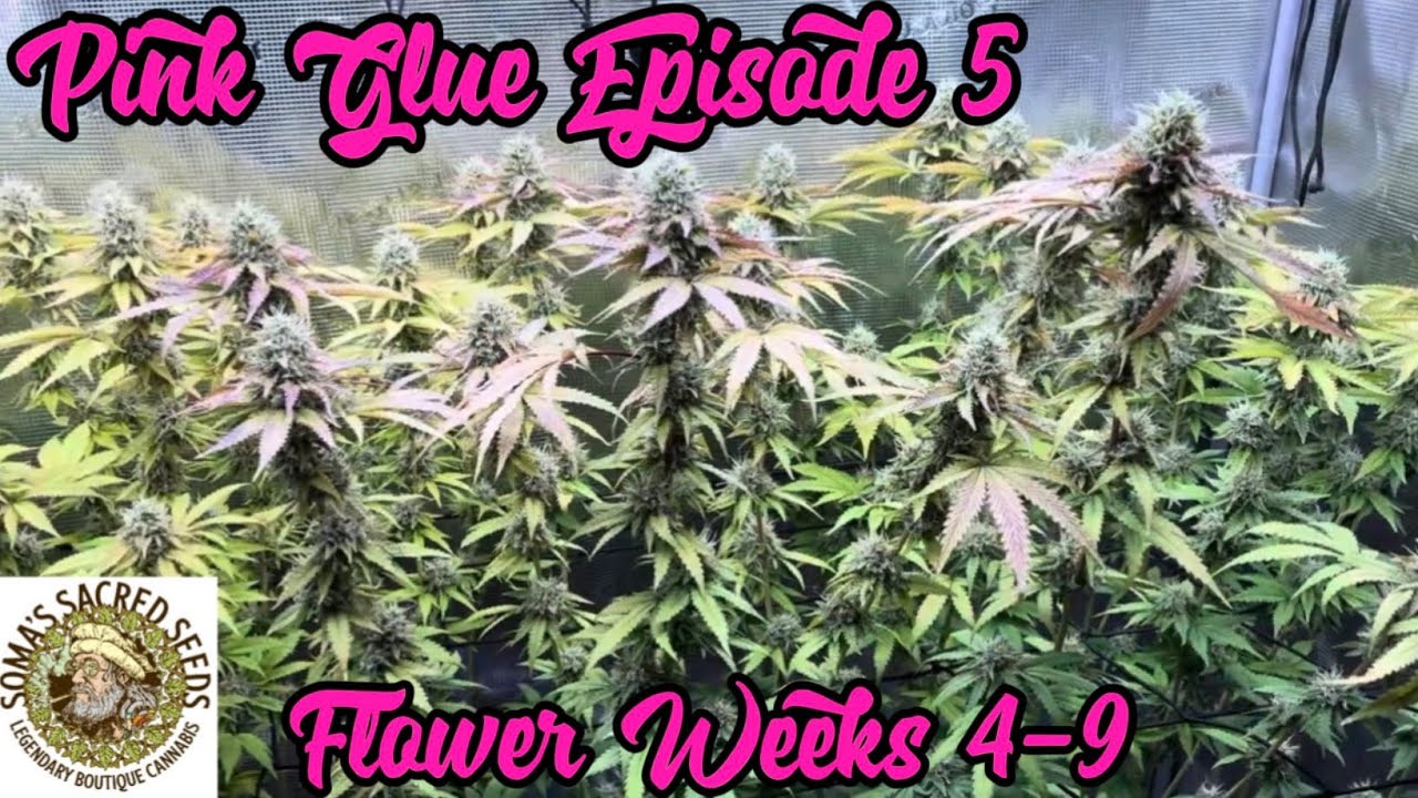 Pink Glue by Soma&rsquo;s Sacred Seeds ~ How I Grow Season 3 Ep 5