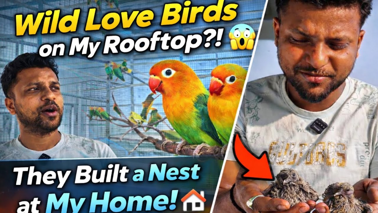 I Couldn't Believe It! Wild Love Birds Chose My Rooftop to Build Their Nest!” 🦜🏠