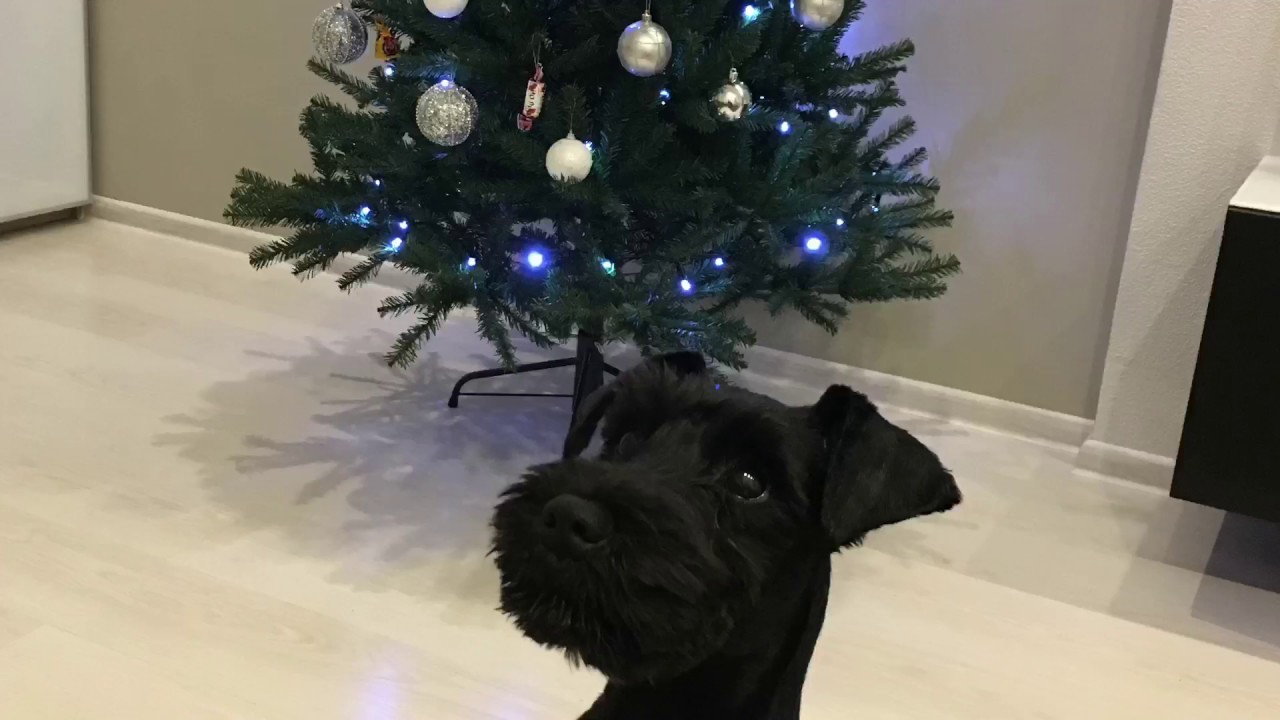 Цвергшнауцер . У нас Появился Щенок !!! Puppy