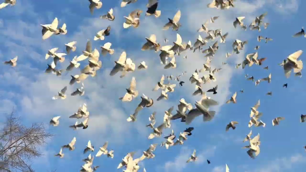 Majowe szturchanie młodych 700+ sąsiad pędzi do ściny 🕊🙉