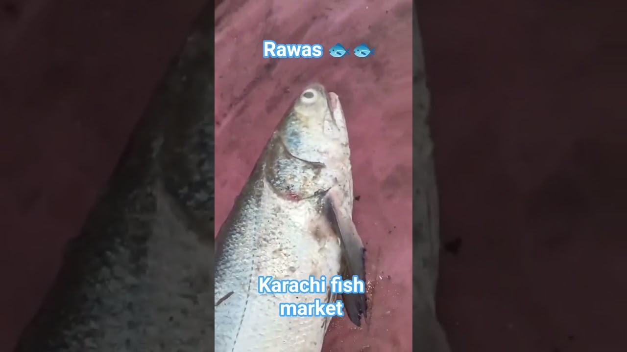 #karachifishmarket #jzseafood #karachiseafood #fishmarketupdate