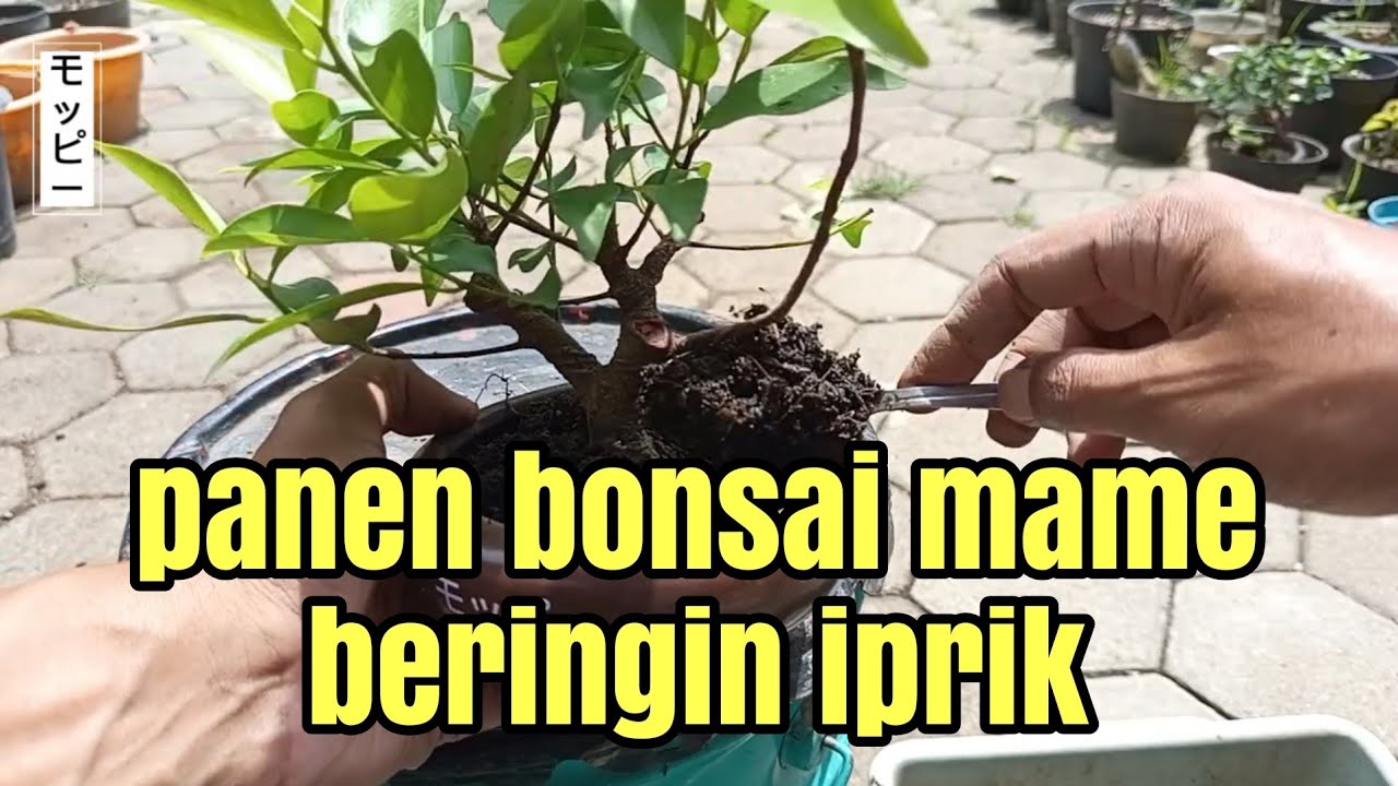 PANEN BONSAI MAME BERINGIN IPRIK