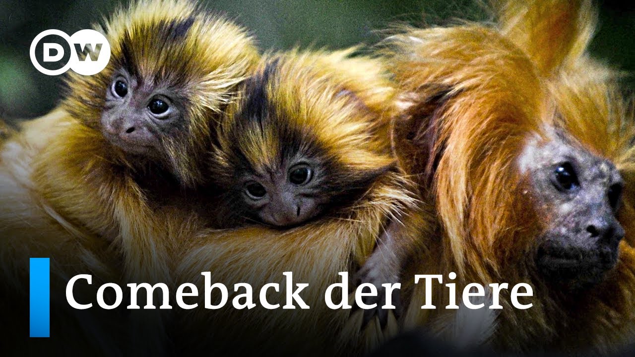 Fast ausgestorben: Diese Tiere der Roten Liste gef&auml;hrdeter Tierarten feiern ein Comeback | L&auml;uft