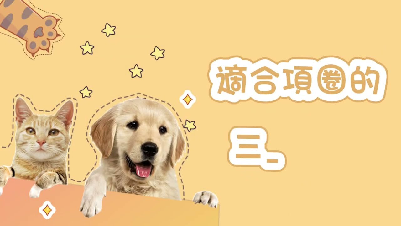 狗狗外出裝備全解析｜項圈與胸背一次說清楚