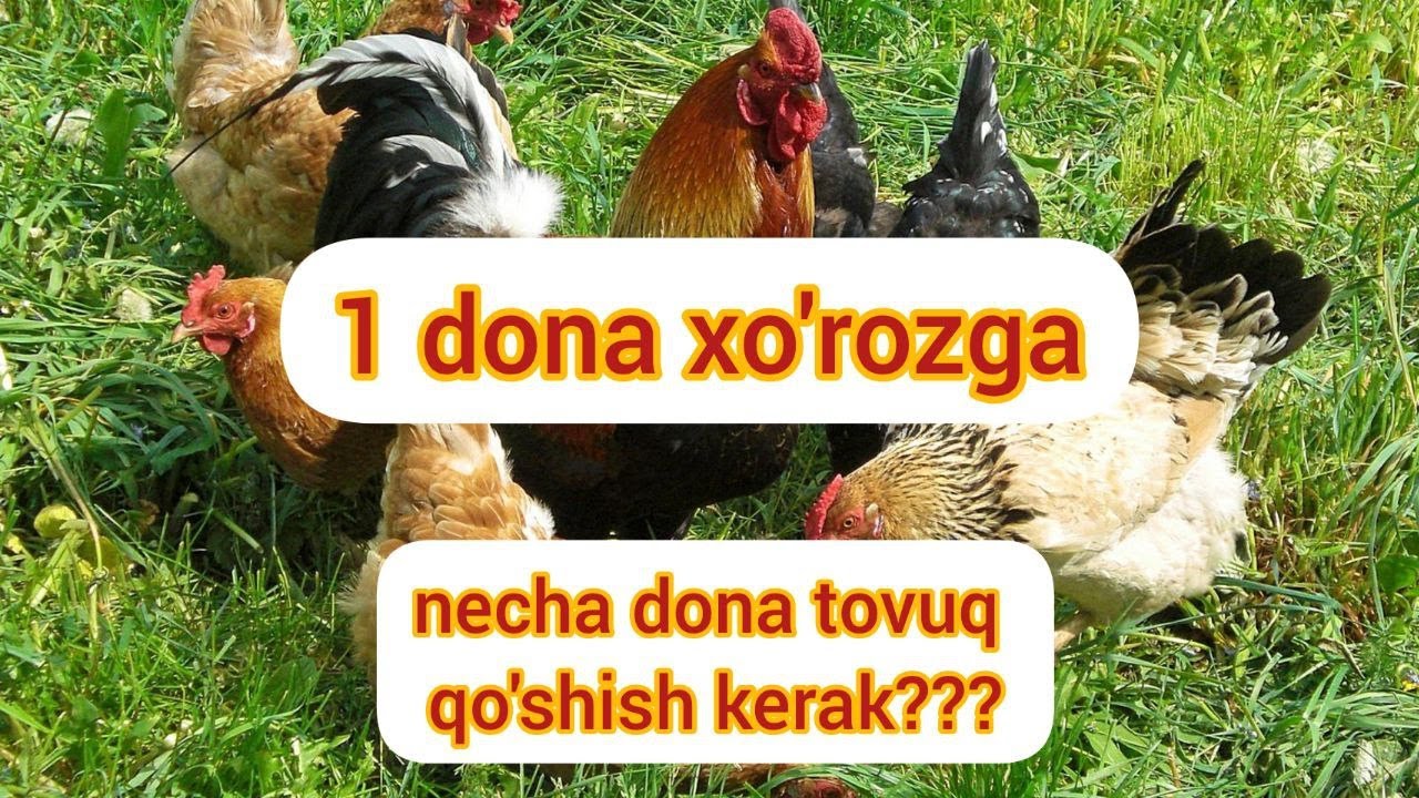 Xo'rozlar yaxshi urug'lantirmasligiga tovuqlar soni ham sababmi?