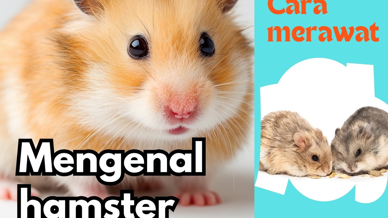 Mengenal Hamster 