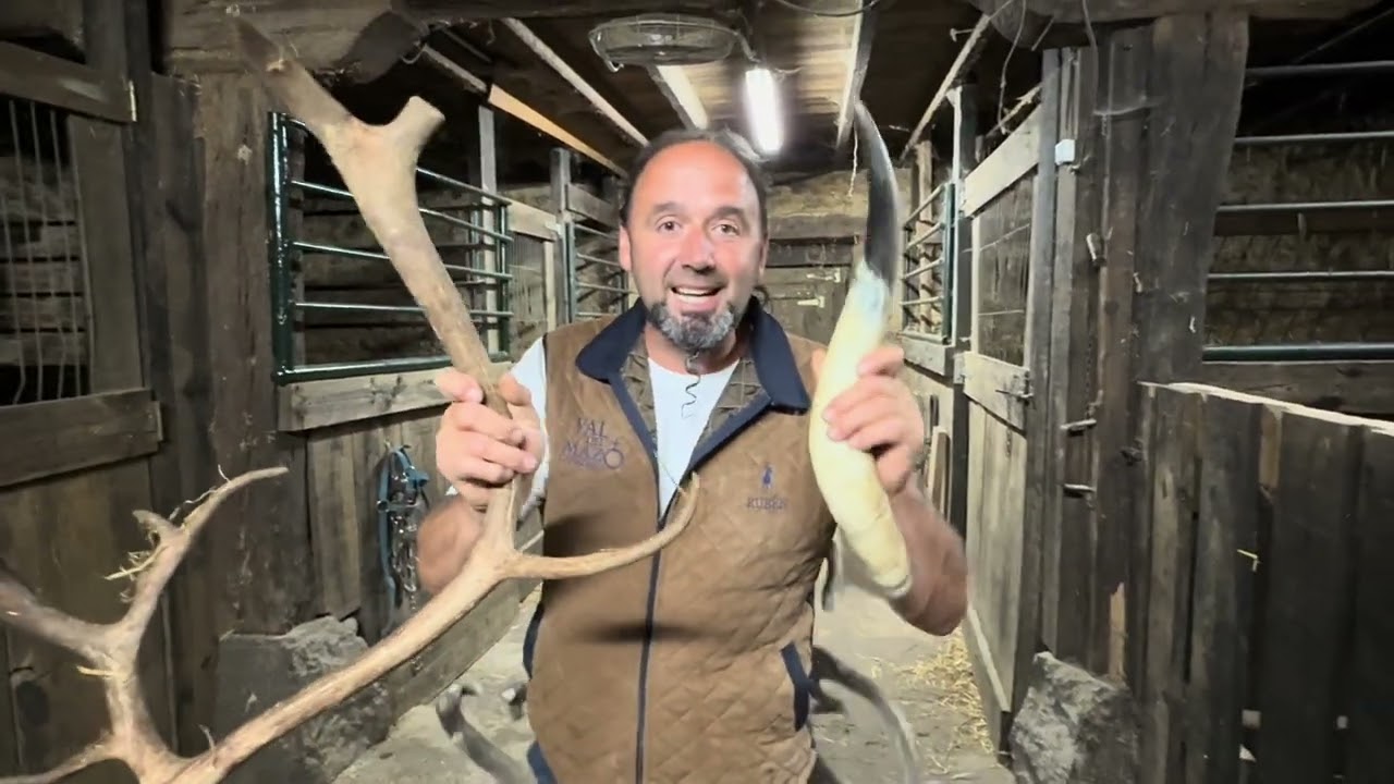 El reno ataca al veterinario