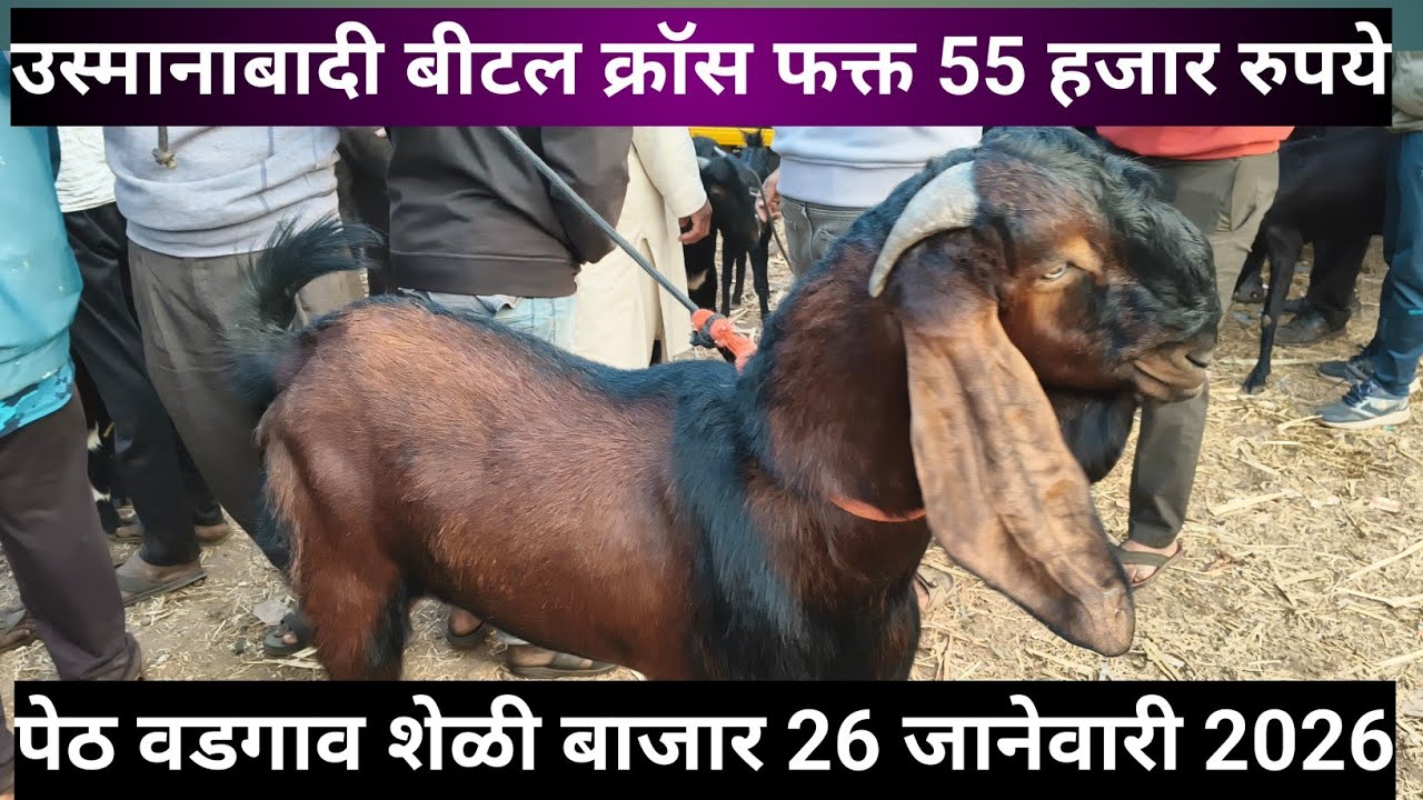 पेठ वडगाव शेळी बाजार 