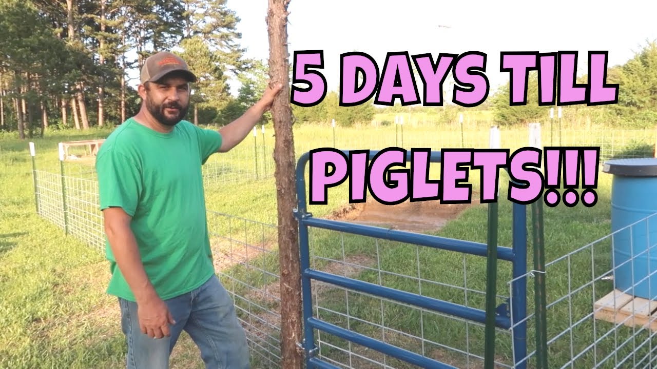 Our Next BIG Adventure...PIGS!!!  Building Our Pig Pen!