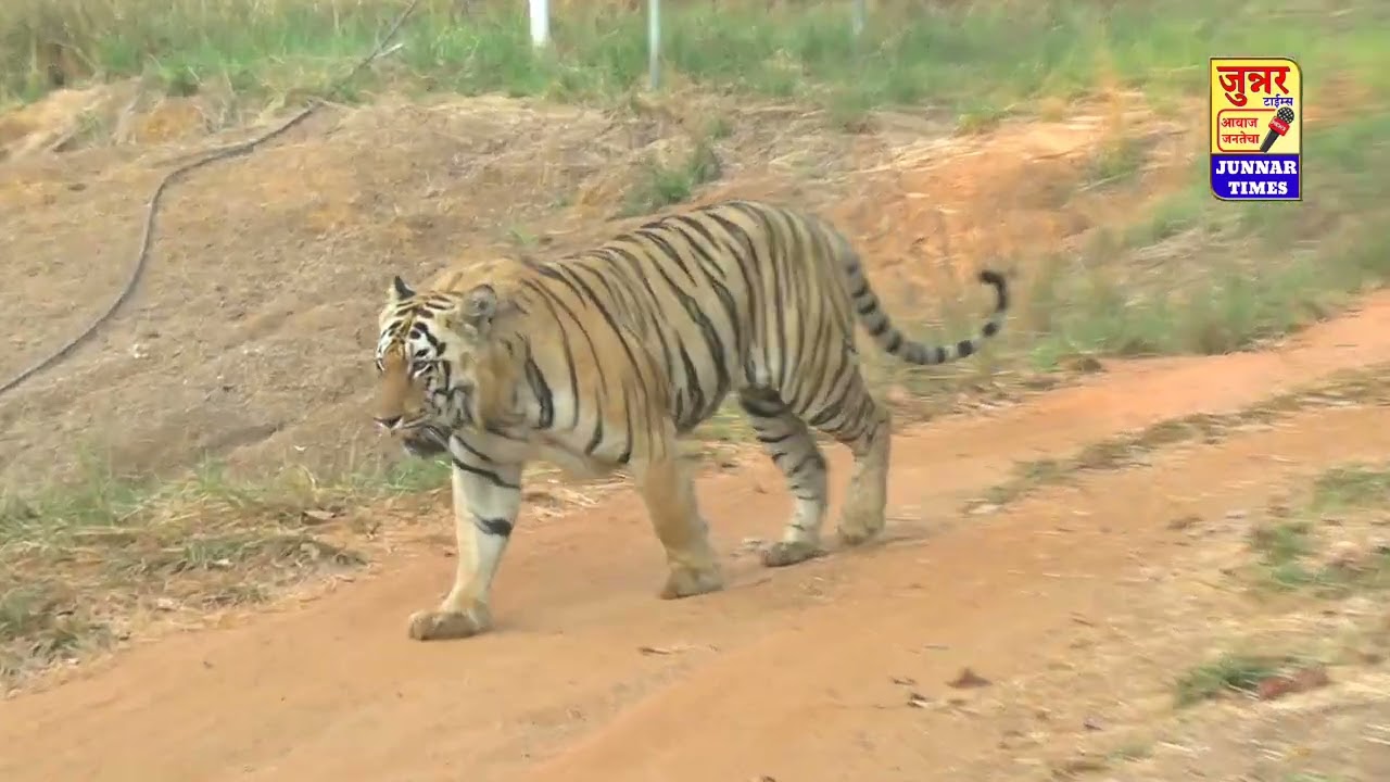 छोटा धडीयाल. ताडोबा अंधारी सफारी. मोहर्ली गेट.   Tadoba   Chota Dhadiyal  Moharli. 