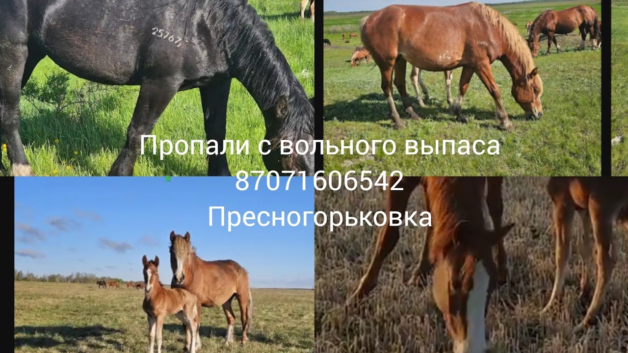 ПОИСКИ ЛОШАДЕЙ ! УСТАНОВЛЕНО 7 НЕДОСТАЮЩИХ 
