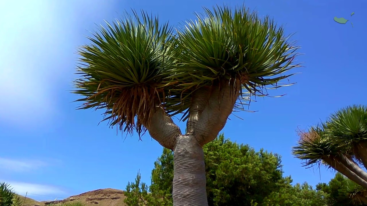 Dragon Tree (Dracaena draco) | Dragoeiros