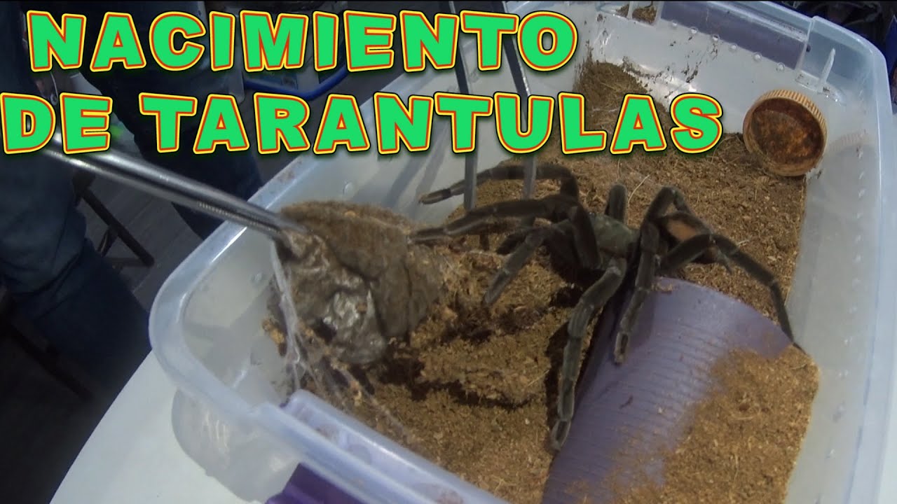 A si nacen las tarántulas bebes (Mario Blogs)