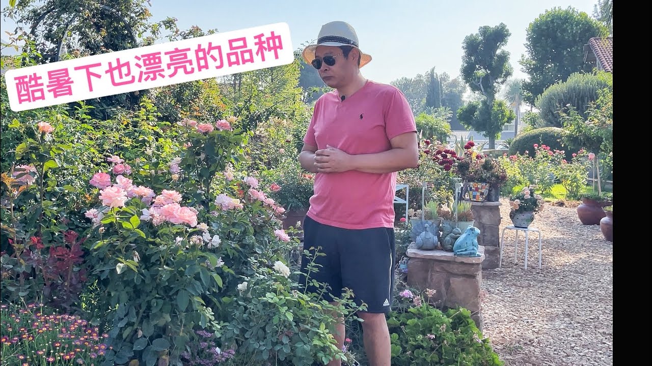 开花机器 摩纳哥公主又名摩纳哥王妃凯莉！Princesse de Monaco ！Grace Kelly Rose(园艺篇275）