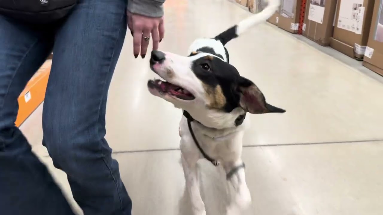 Best Dog Training Toledo, Ohio! 7 Month Old Black Lab/ English Shepherd Mix, Willow! 