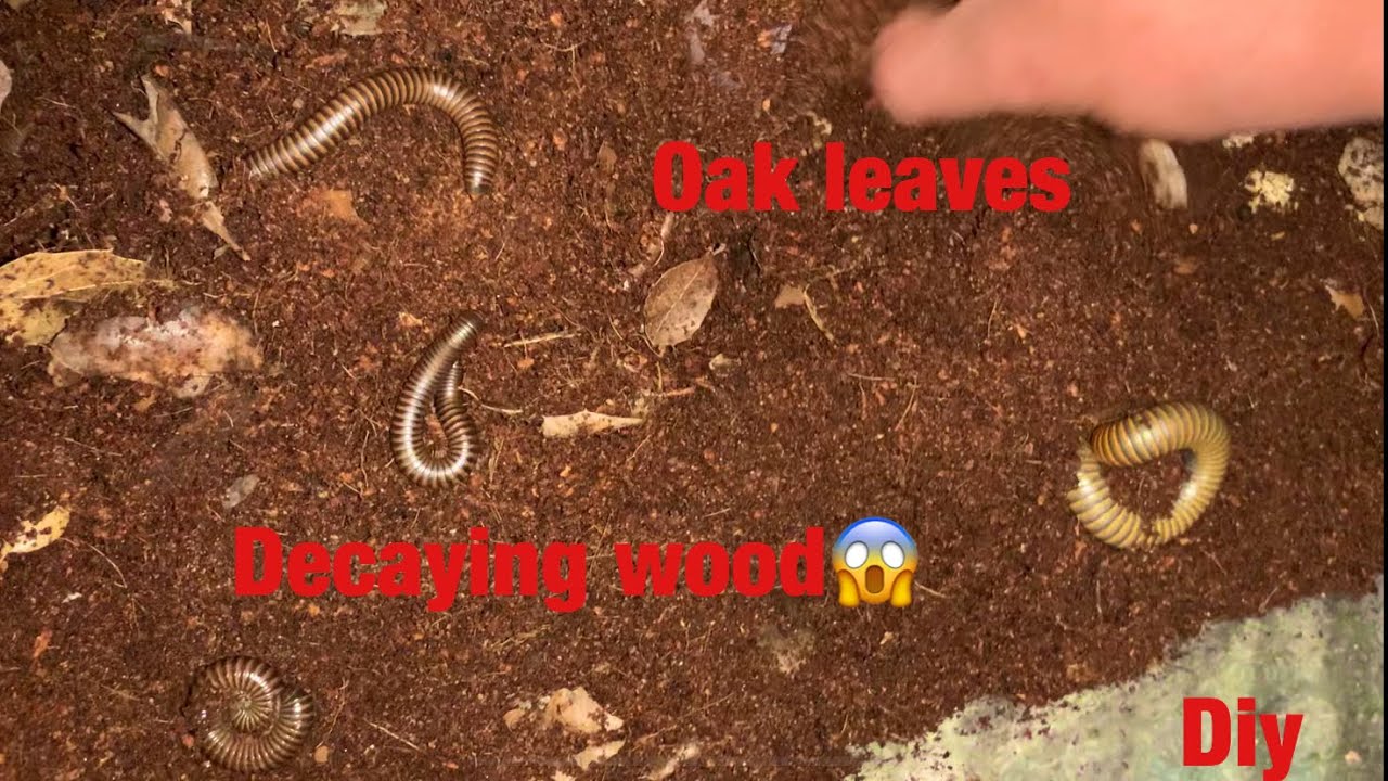 How To Find Oak Leaves And Wood For Millipedes Isopods And Cleanup Crews