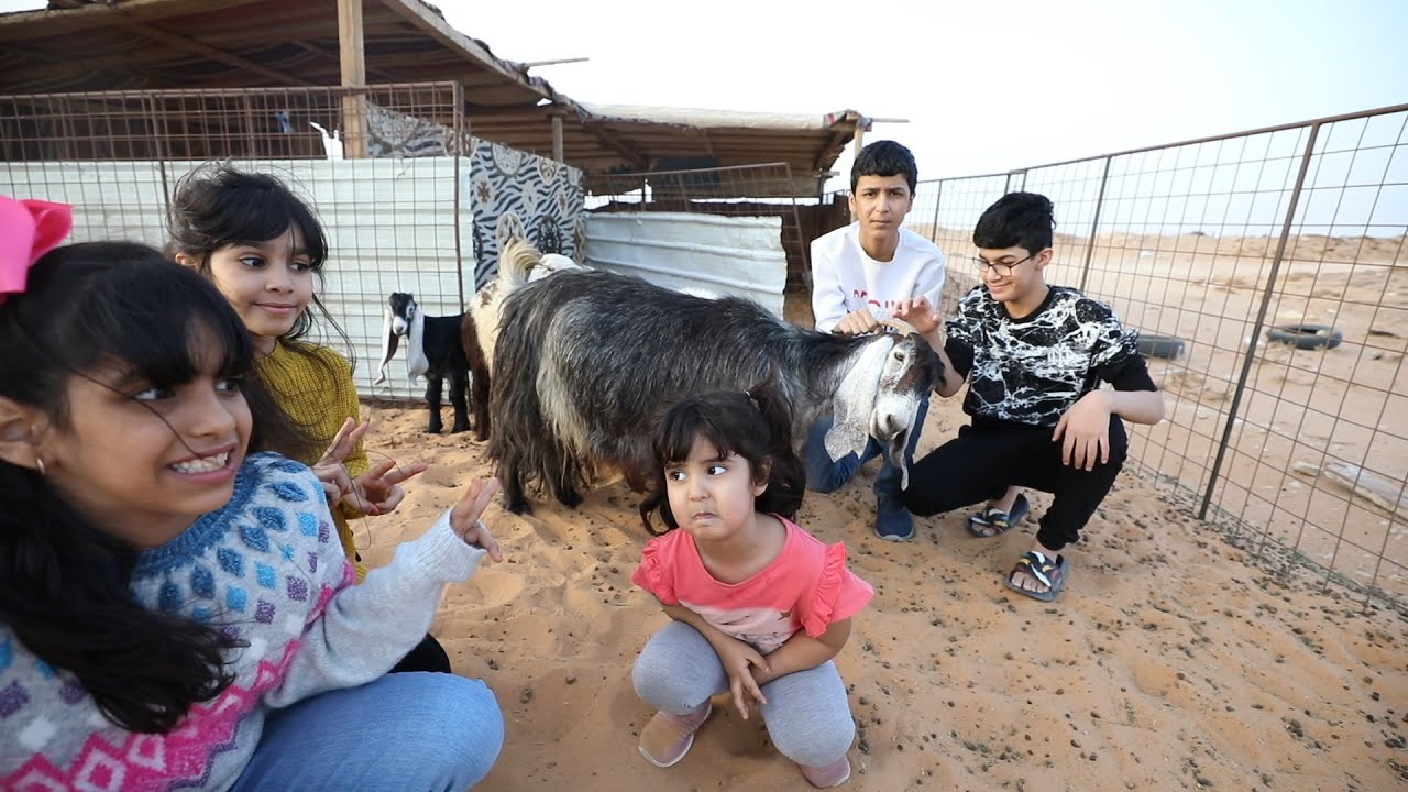 كادي ولانا يتحدون علي ونايف عند الغنم !!!