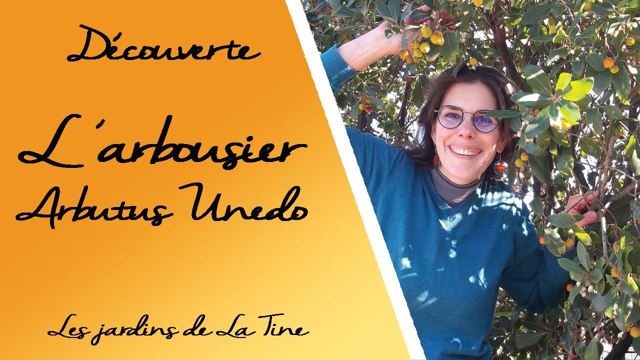 L'arbousier - découverte de L'arbutus Unedo - Les jardins de La Tine