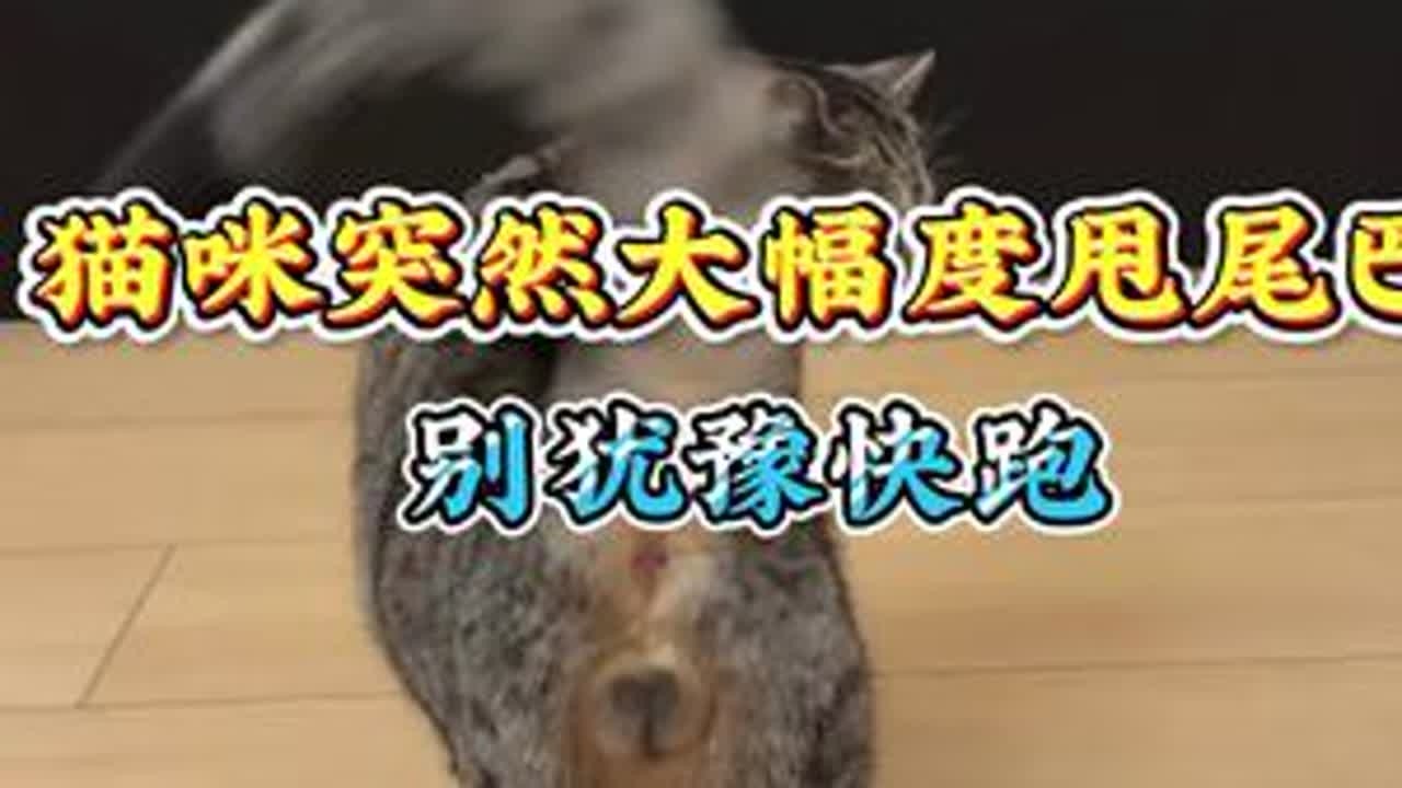 猫咪突然大幅度摇尾巴，就快跑！你知道为什么吗？ #猫咪 #猫咪的迷惑行为 #萌宠 #萌宠出道计划 #萌宠好物