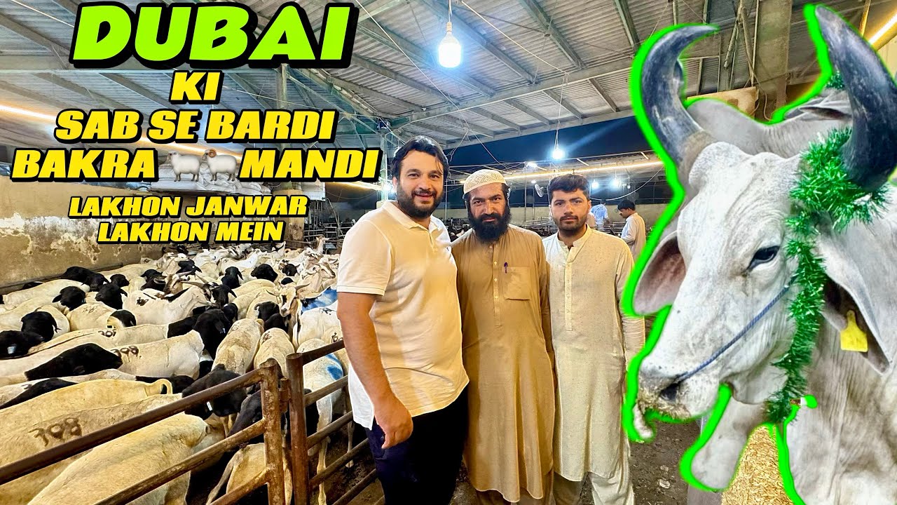 Dubai’s Eid Bazaar! 🐪🐏 Unbelievable Qurbani Animal Market | Eid al-Adha 2025 Vibes 🇦🇪🌙