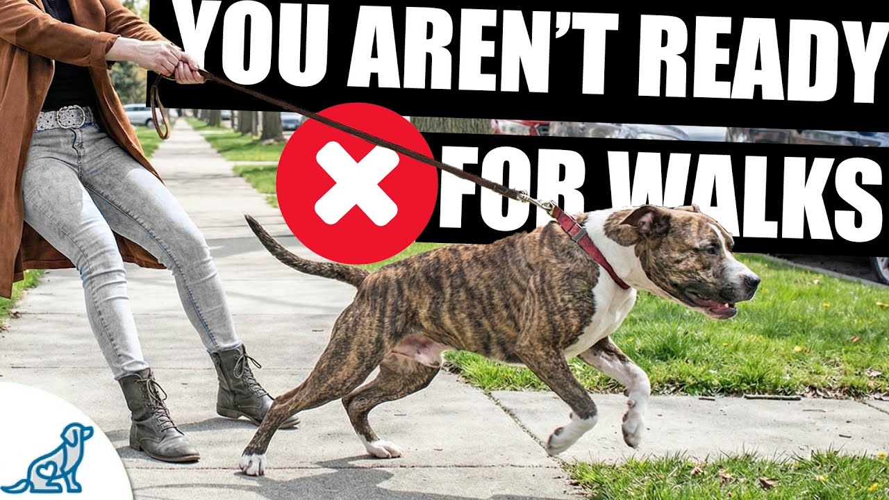 The Loose Leash Training YOU Need (Before You Get To The Sidewalk)