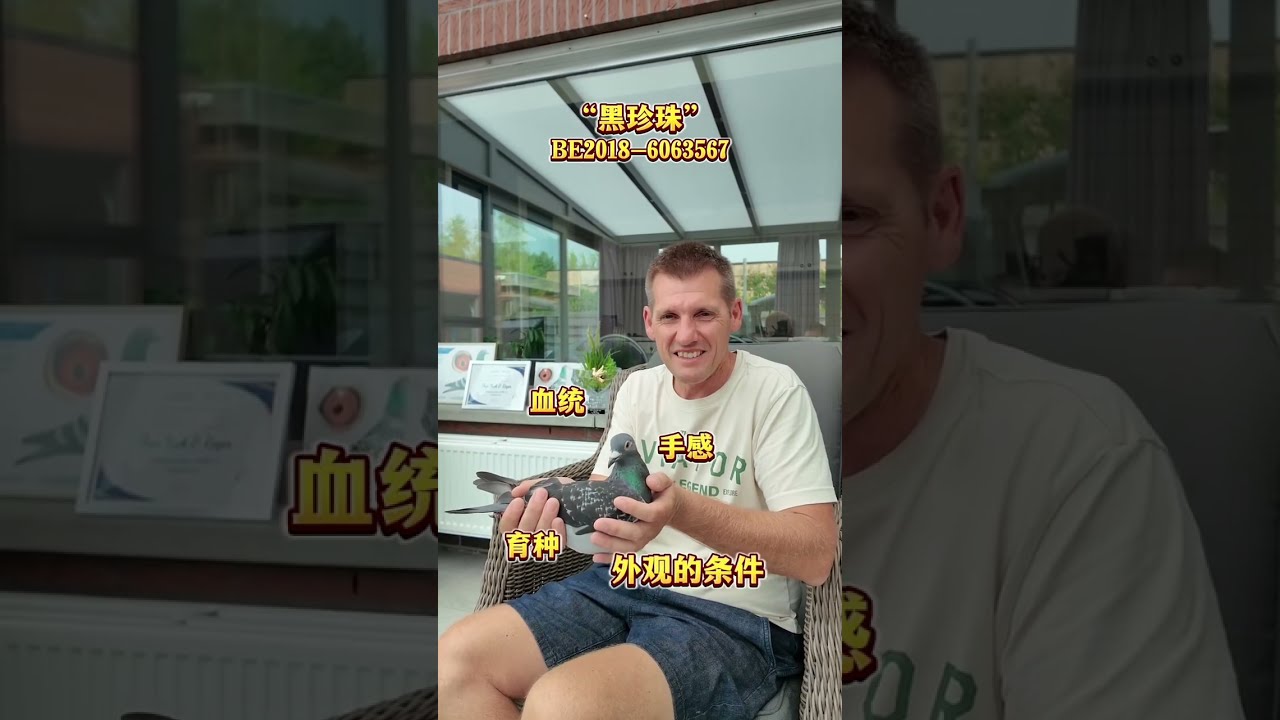 【尼克&羅傑·泰斯父子②陳凌霄】 超凡戰績！2021KBDB幼鴿組冠軍、2022KBDB大中距離鴿王一歲鴿組冠軍和全能鴿王幼鴿組冠軍、2023年KBDB大中距離鴿王一歲鴿組冠軍！