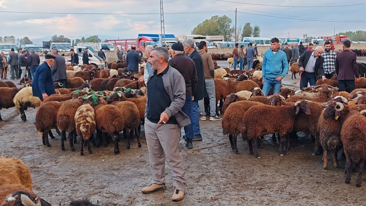 IĞDIR HAYVAN PAZARINDA PİYASA DURUMU 2 BÖLÜM.