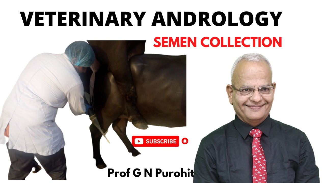 Semen collection from male animals and its evaluation I Veterinary Andrology I VGO Unit3 I GNP Sir