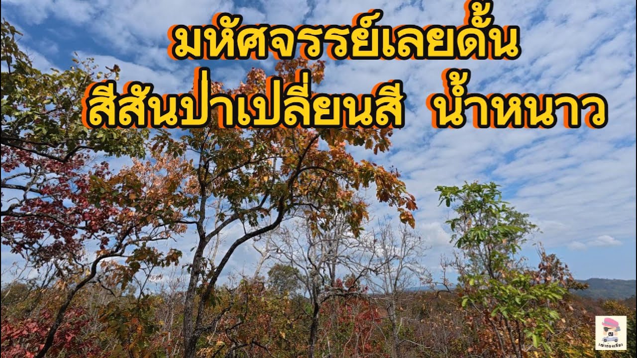EP 16.1 มหัศจรรย์เลยดั้น สีสันป่าเปลี่ยนสี ปี 2569  อ.น้ำหนาว จ.เพชรบูรณ์