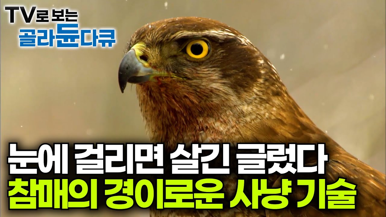 볼수록 경이롭다. 참매 특유의 사냥법과 완벽한 비행술｜참매의 짝짓기부터 새끼 참매들의 성장과정｜다큐프라임｜#골라듄다큐