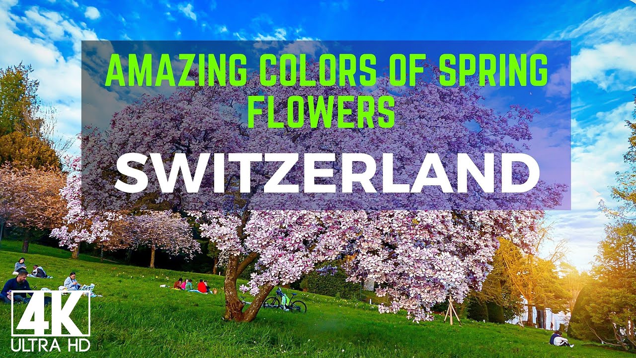 Amazing Colors of Spring Flowers  #beautifulswitizerland #switzerland​ #nature​ #spring​flowers
