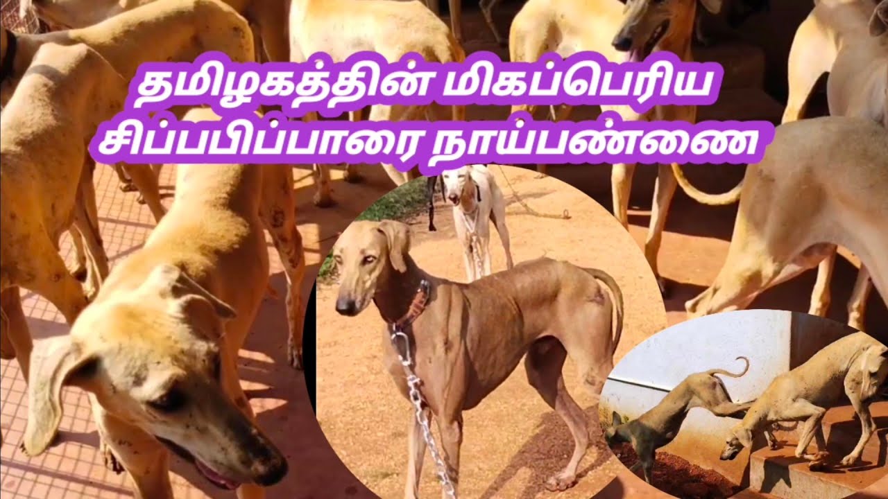 அதிக சிப்பிபாரை நாய்கள் ஒரே இடத்தில் Cippipparai puppy 🐶