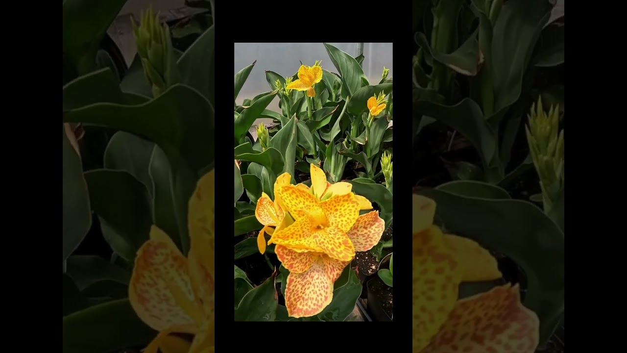 I Tested the NEW Cannova Gold Leopard!