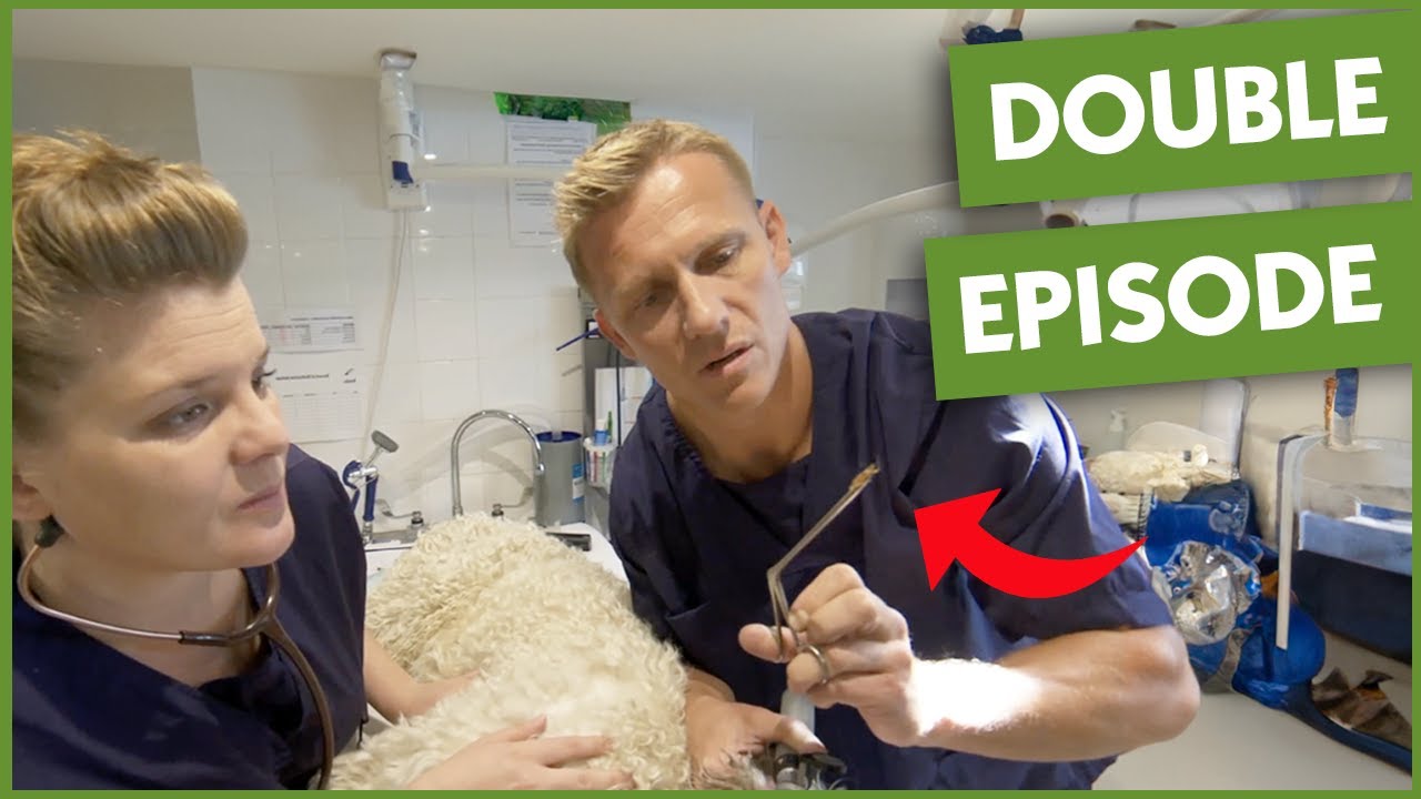 Dog's Eardrum Punctured By Foreign Object | Vet On The Hill