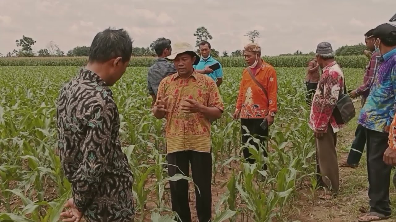 Tanam Jagung Pola Zigzag bisa Panen 20 Ton per hektar