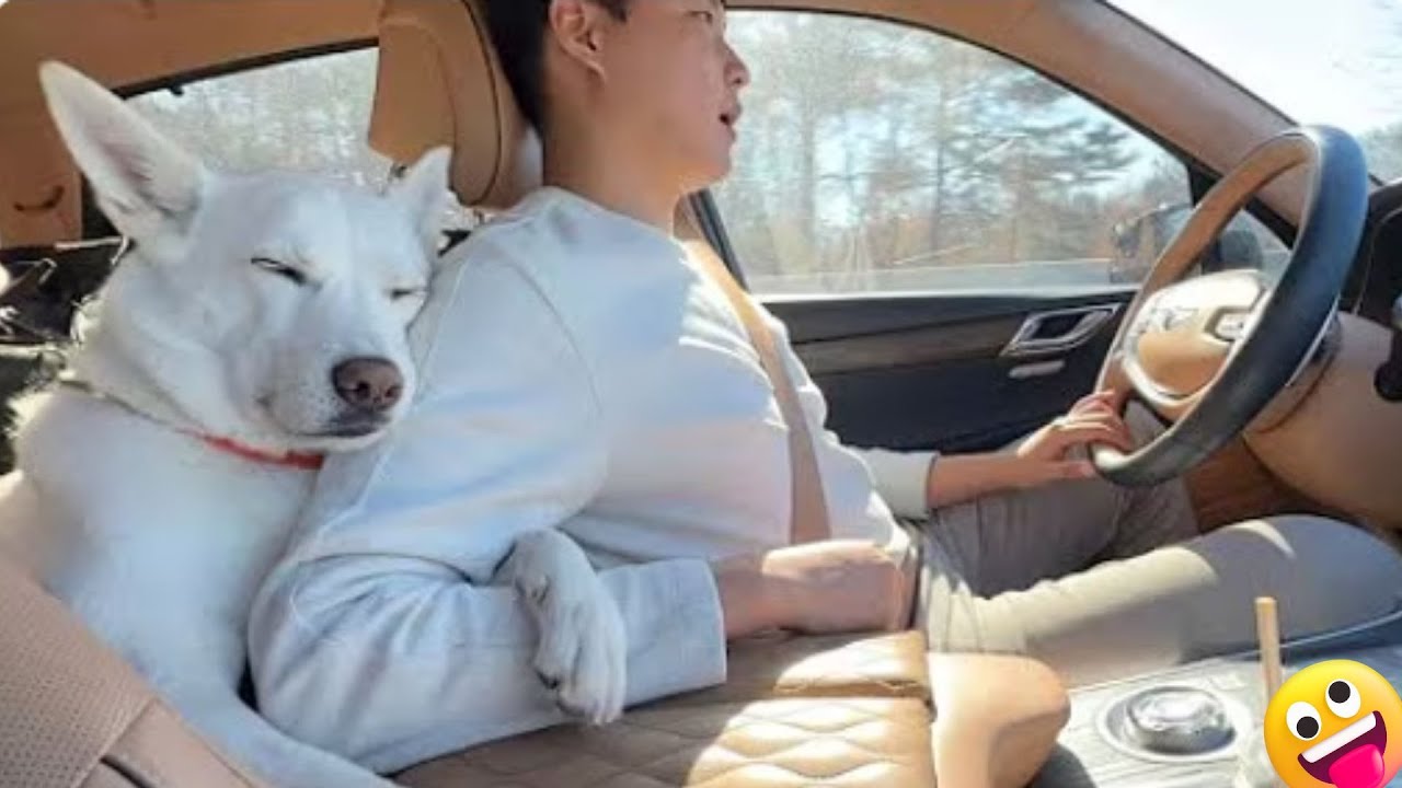 You&rsquo;ll LAUGH WAY TOO HARD at These Animals 🤣  Funny  Dogs and Cats Moments