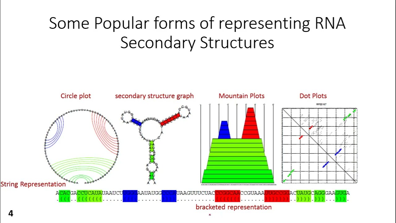RNA structure prediction- nussinov jacobson algorithm