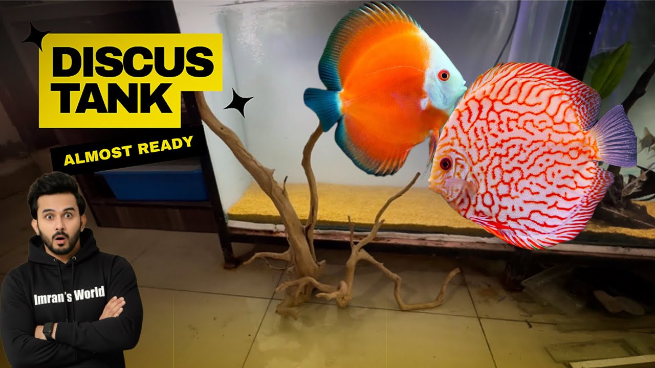 My Discus Tank is Almost Ready to Shine - Imran’s World