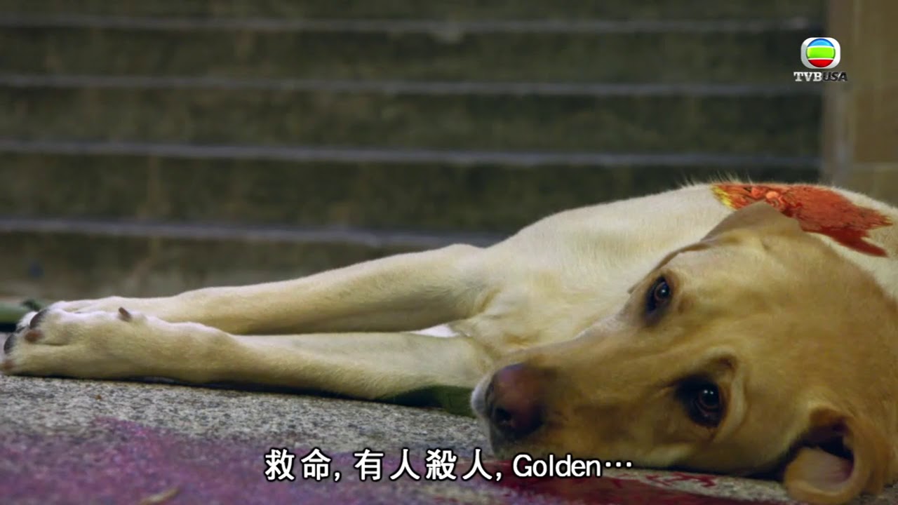 《踩過界》為救申俠 Golden慘死